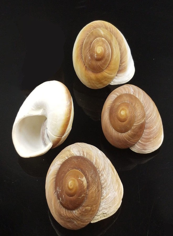 Besimple 4 Pack Large Hermit Crab Shells, Muffin Snail, Turbo, Giant Land Snail | Hermit Crab House for Fish Tank Aquarium Decoration, Beach Home Decor, Wedding Centerpieces, 2.75"-3" - Image 1